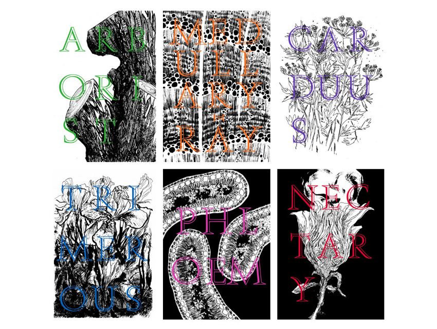 Progressive Botany Vol. I - Illustrations by 