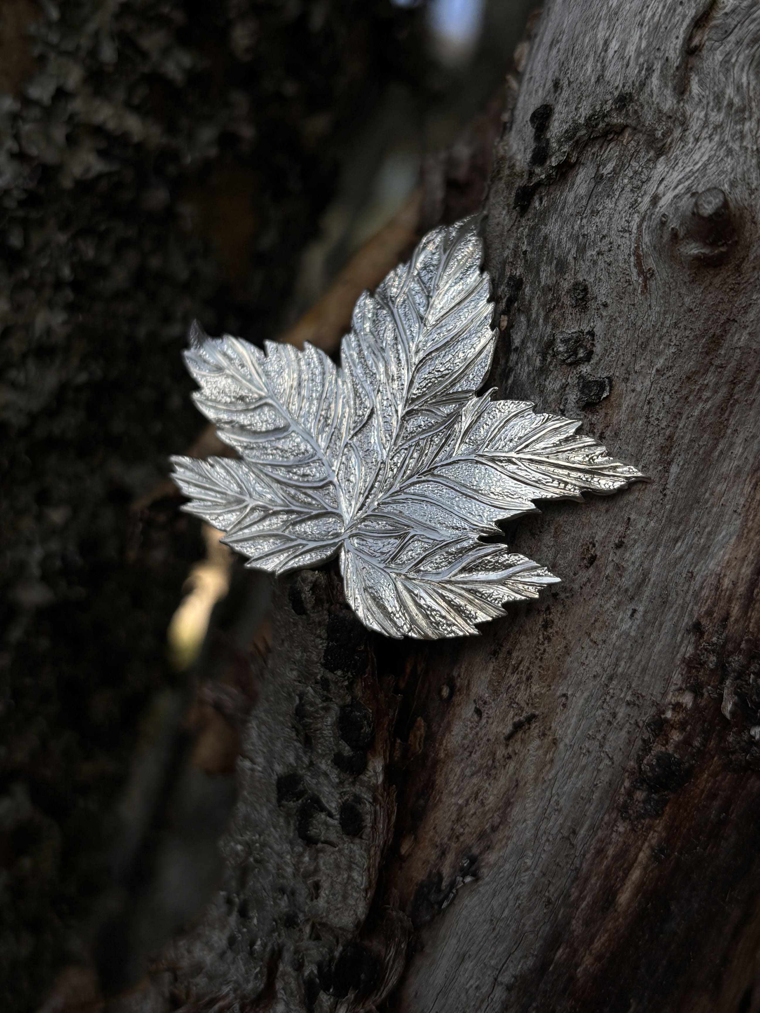 Sycamore Leaf